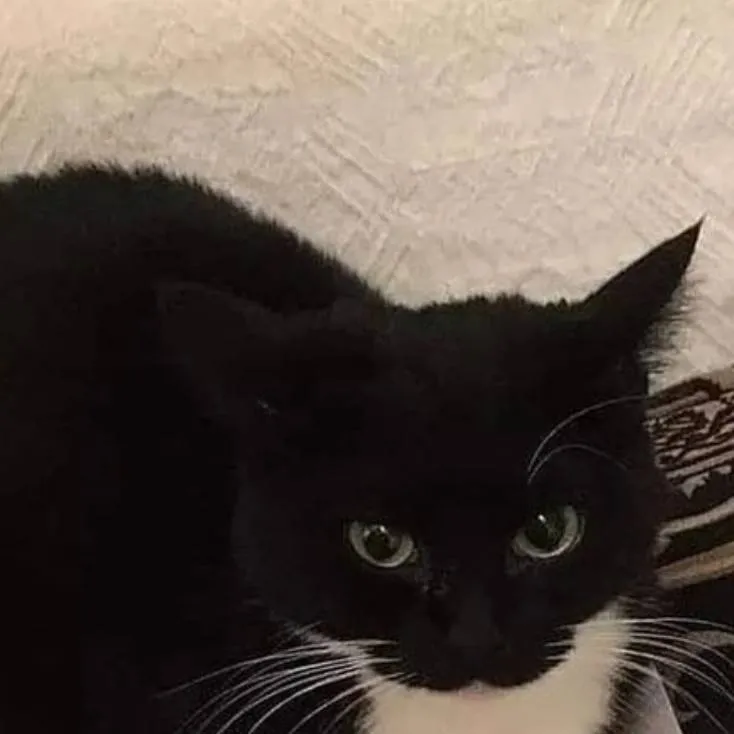 chat with ai character: nose que poner