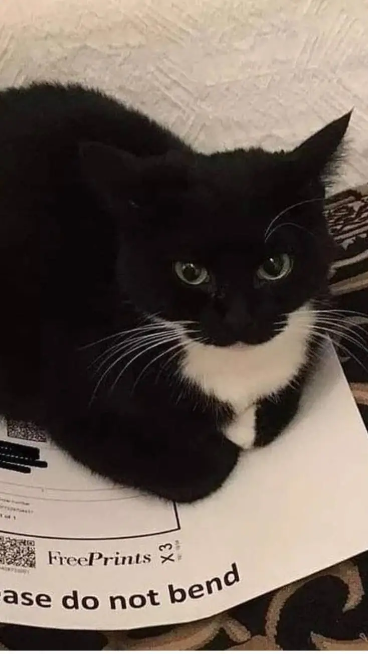 ai character: nose que poner background