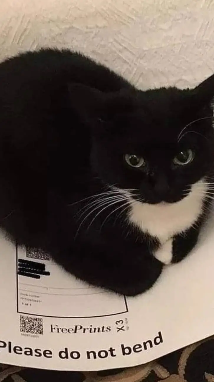 ai character: guest1337 malo background