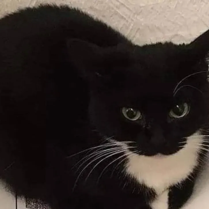 chat with ai character: guest1337 malo