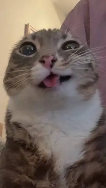 ai character: Pedidos! (volvi) background