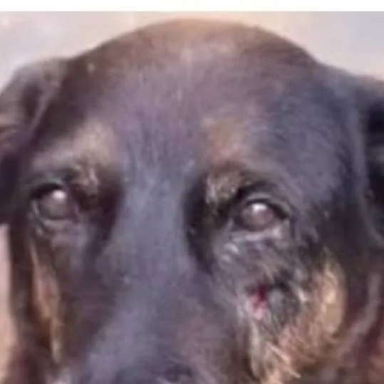 chat with ai character: creepypastas