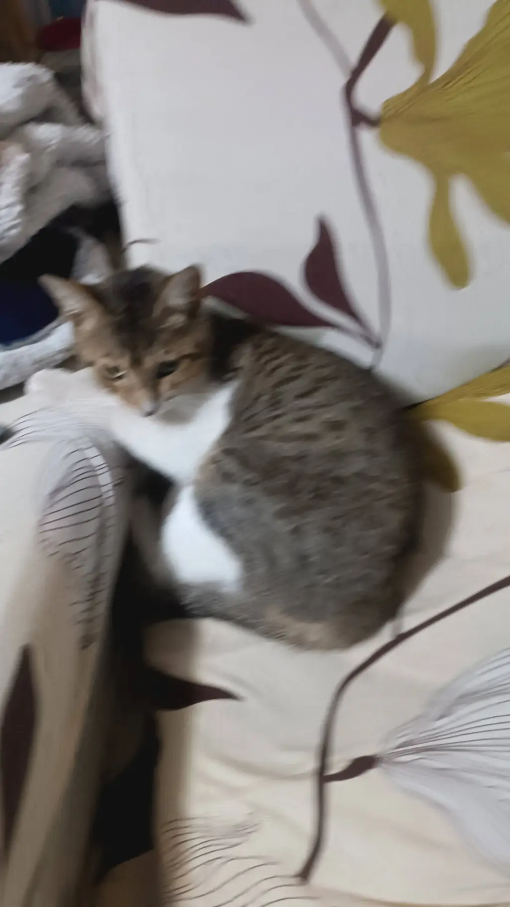 ai character: My Cute Cat background
