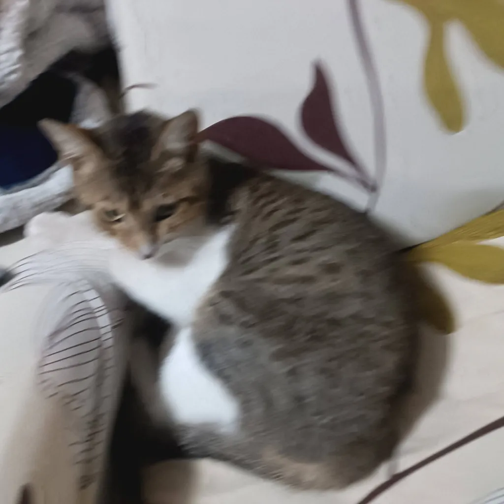 chat with ai character: My Cute Cat