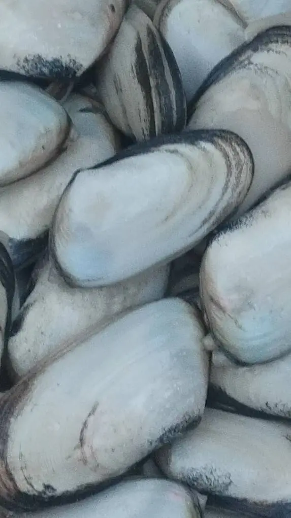 ai character: shells background