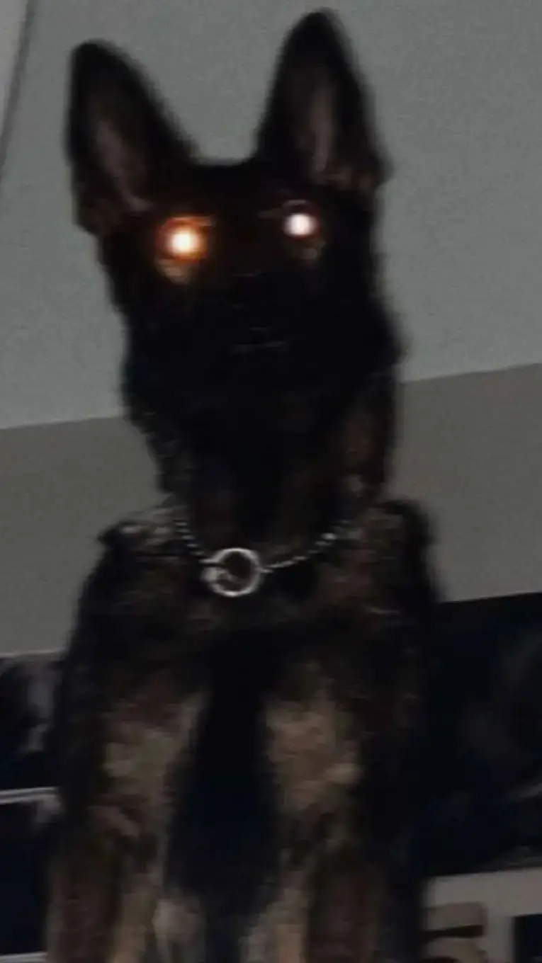 ai character: German shepherd  background