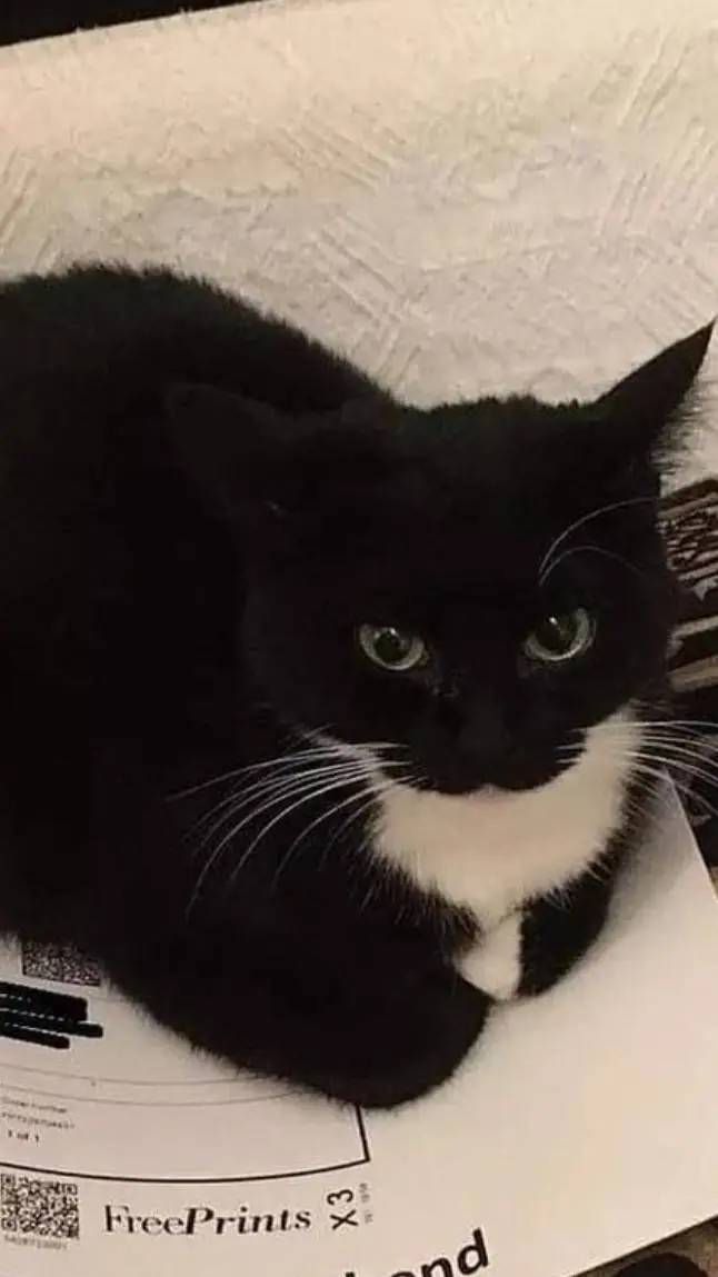 ai character: Maxwell Cat background