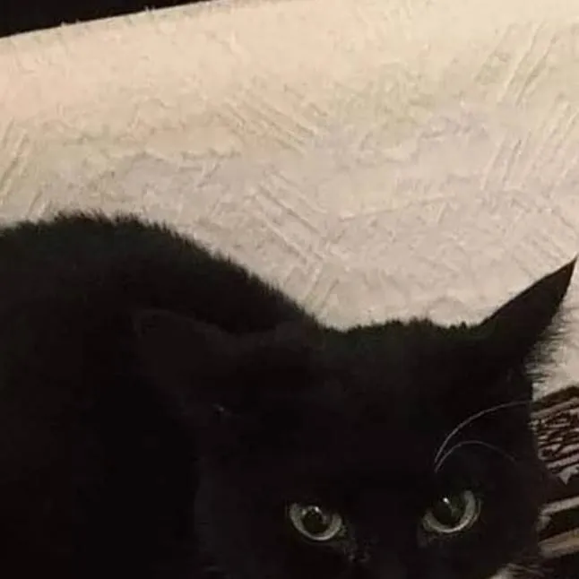 chat with ai character: Maxwell Cat