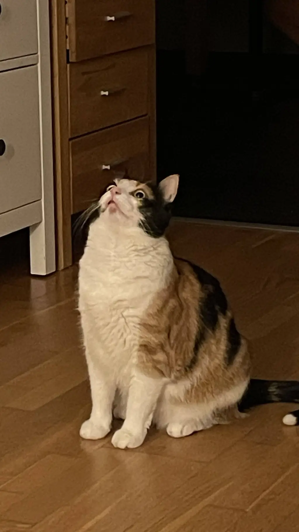 ai character: yoko mjaw mjaw  background