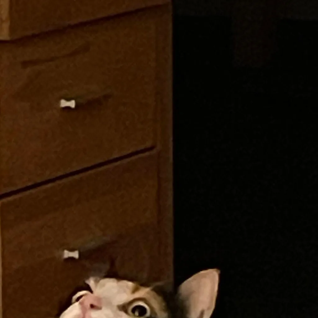 chat with ai character: yoko mjaw mjaw 