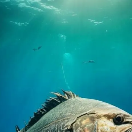 chat with ai character: Крупная *🐟*