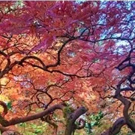 chat with ai character: FPE camping