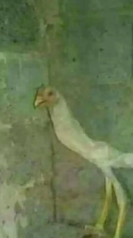 ai character: tu gallo Pepe :) background