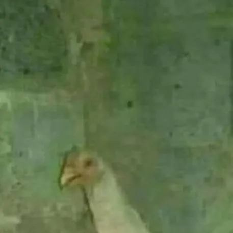 chat with ai character: tu gallo Pepe :)