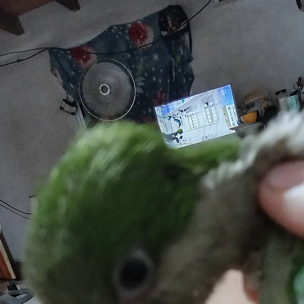 chat with ai character: mí loro 🦜🗿