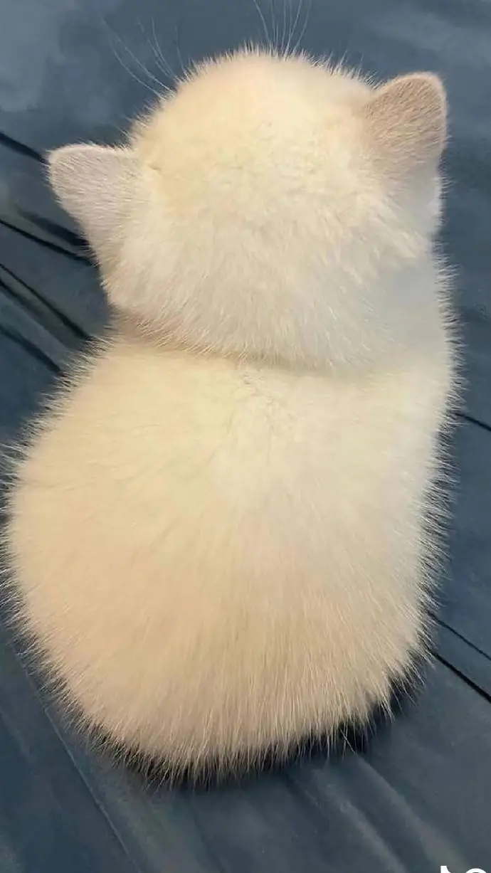 ai character: dekuuuuuu background