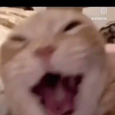 chat with ai character: first talkie 