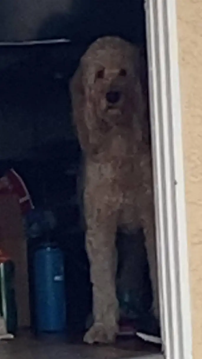 ai character: H3LP M3  background