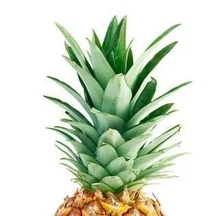 chat with ai character: pineapple