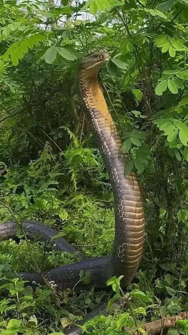 ai character: king cobra background