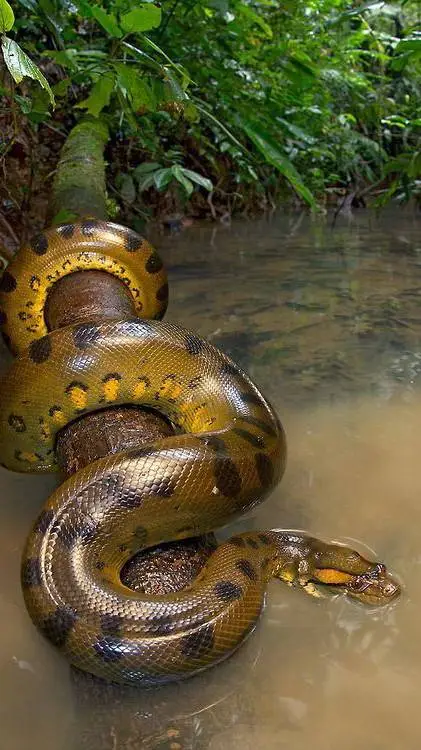 ai character: green anaconda background