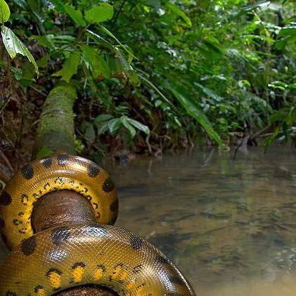 chat with ai character: green anaconda