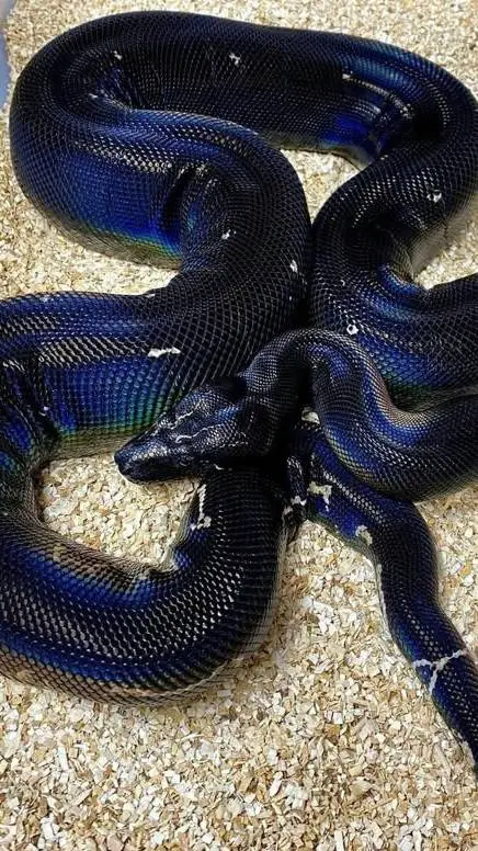 ai character: rainbow snake background