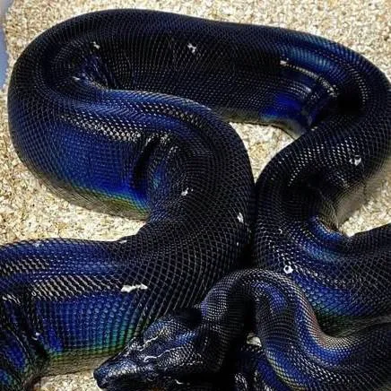 chat with ai character: rainbow snake