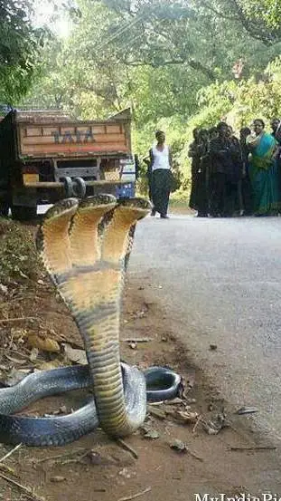 ai character: three head cobra background
