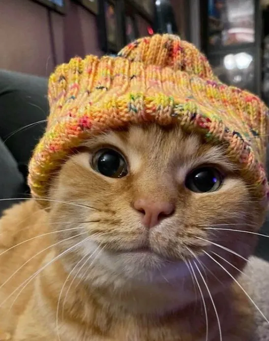 chat with ai character: Kurt 😼