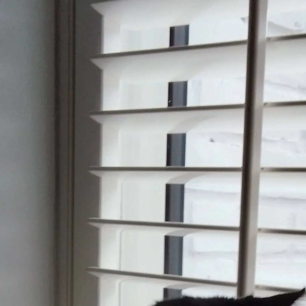 chat with ai character: Ur cat