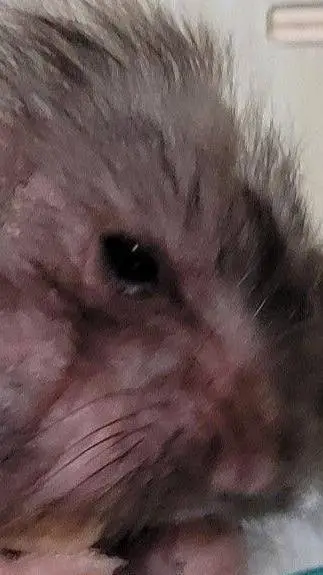 ai character: abandoned hamster background
