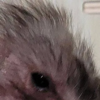 chat with ai character: abandoned hamster
