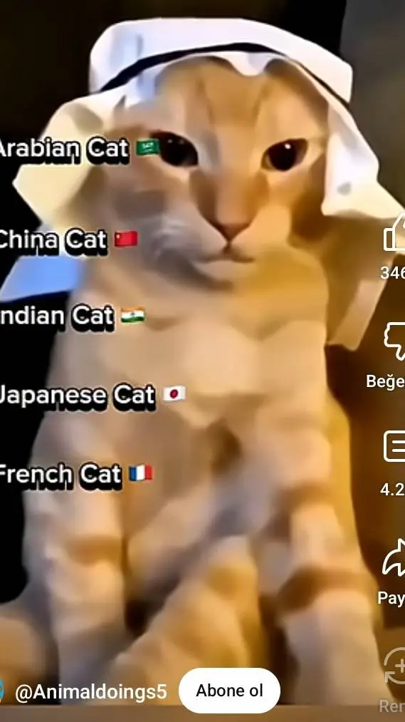 ai character: Arabian Cat background
