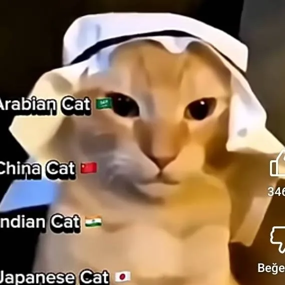 chat with ai character: Arabian Cat