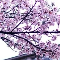 chat with ai character: Japanese School 🌸