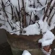 chat with ai character: ♡FORSAKEN✦