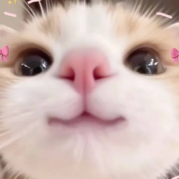 chat with ai character: ★:O (q pongo-?)★