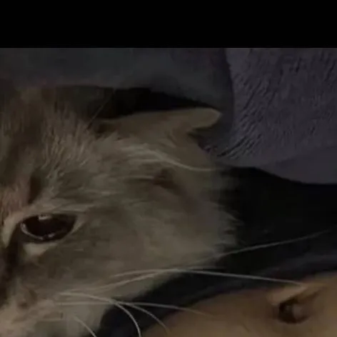 chat with ai character: Liam tu dueño 7u7 