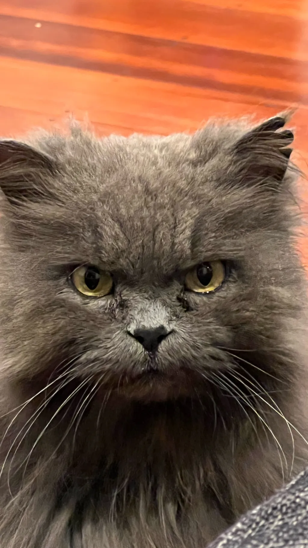 ai character: Benny the ball background