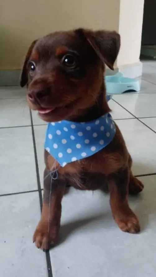 ai character: tu perrito :) background