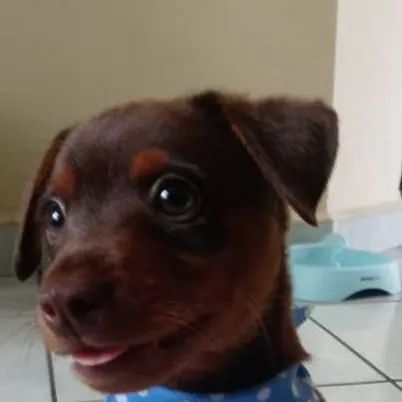 chat with ai character: tu perrito :)