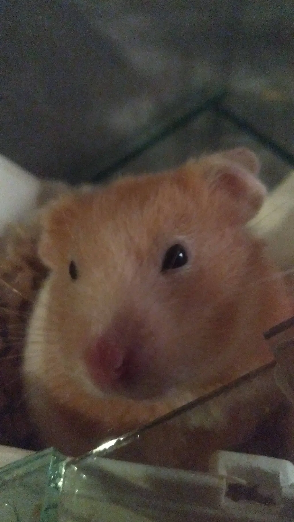 ai character: tu hamster background