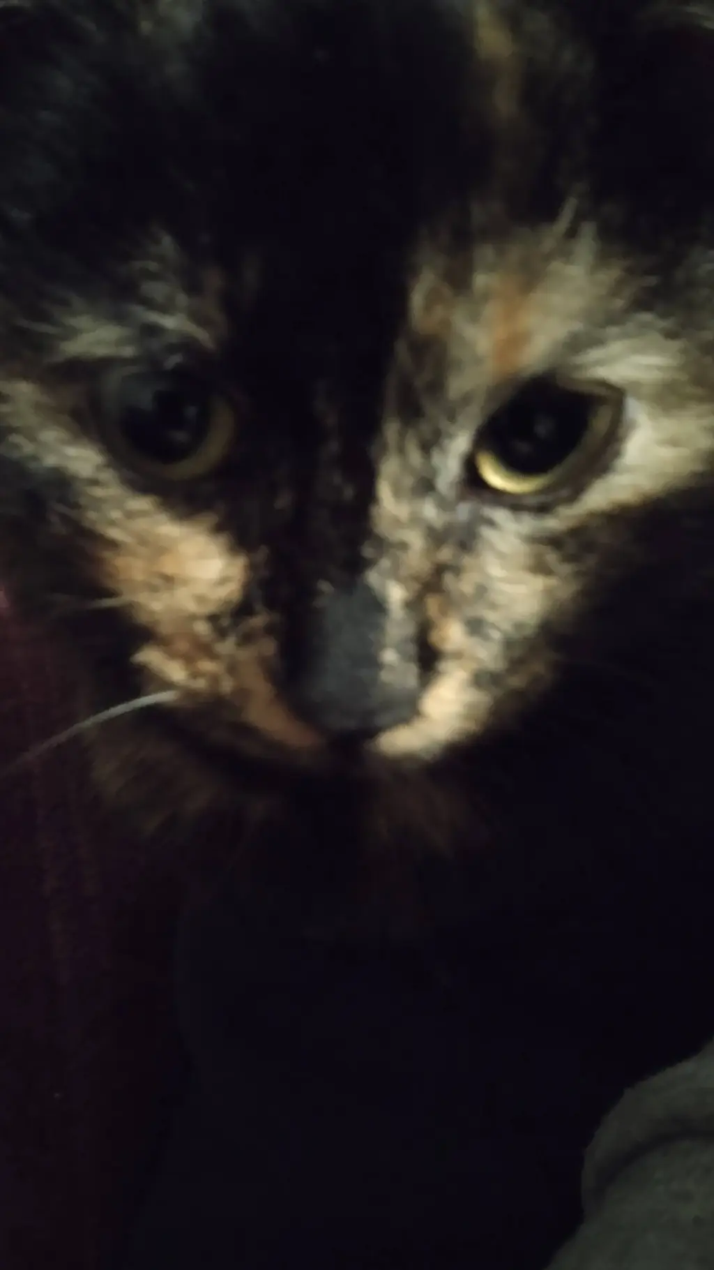 ai character: The Battle Cats background