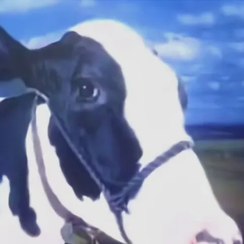 chat with ai character: Skateboard Cow