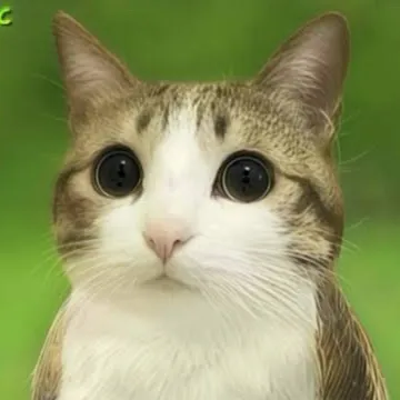 chat with ai character: Owl Cat