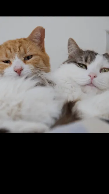 ai character: Oliver and Olivia background