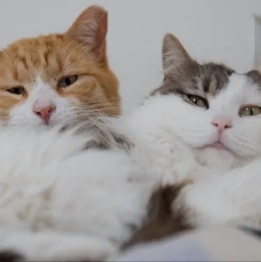 chat with ai character: Oliver and Olivia