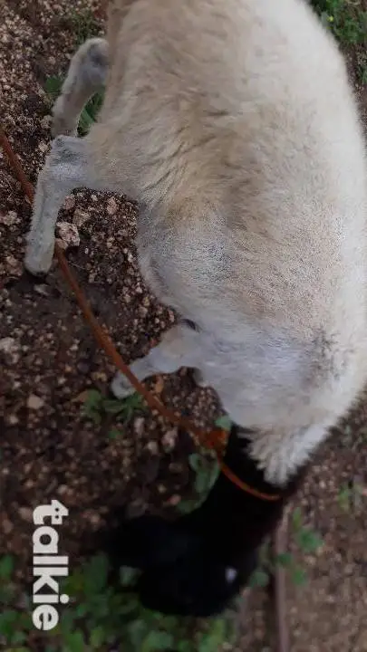 ai character: Bruno ovelha background