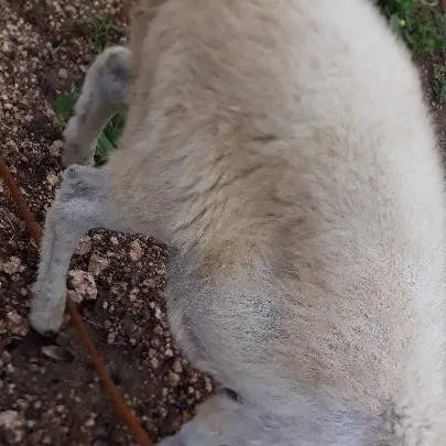 chat with ai character: Bruno ovelha